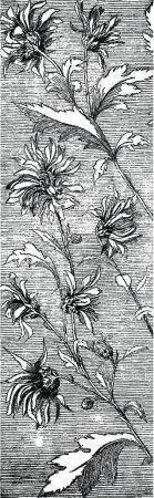 Téléchargez les illustrations : Fleurs illustration vectorielle vintage noir et blanc - en licence libre de droit