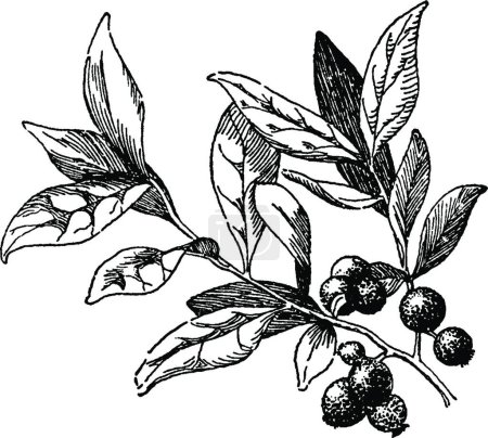 Illustration for Huckleberry black and white vintage vector illustration - Royalty Free Image