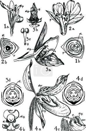 Illustration for Cannaceae, Marantaceae, and Orchidaceae Orders vintage illustration - Royalty Free Image