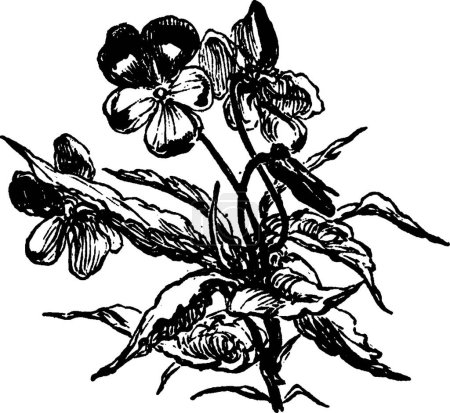 Illustration for Flowers black and white vintage vector illustration - Royalty Free Image