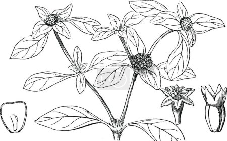 Téléchargez les illustrations : Illustration vectorielle vintage Ipecacuanha noir et blanc - en licence libre de droit