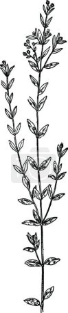 Téléchargez les illustrations : Illustration vectorielle vintage Pinweed noir et blanc - en licence libre de droit