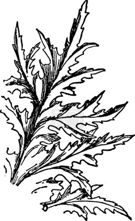 Illustration for Acanthus black and white vintage vector illustration - Royalty Free Image