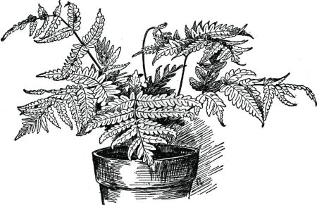 Illustration for "Tectaria Cicutaria vintage illustration. " - Royalty Free Image