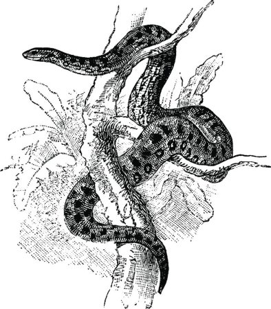 Téléchargez les illustrations : Anaconda, illustration vectorielle simple gravée - en licence libre de droit