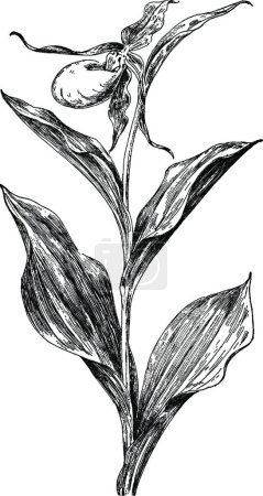 Ilustración de Ladys zapatilla, ilustración vectorial simple grabado - Imagen libre de derechos