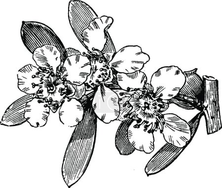 Téléchargez les illustrations : Branche florale de Leptospermum Laevigatum, illustration vectorielle simple gravée - en licence libre de droit