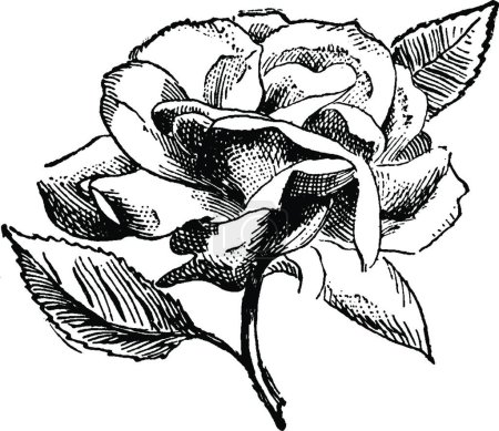 Ilustración de Rose, ilustración vectorial simple grabada - Imagen libre de derechos