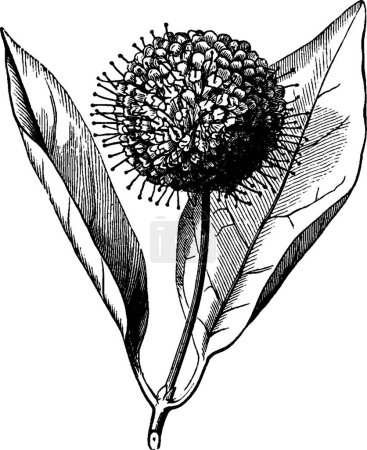 Ilustración de Cephalanthus, ilustración vectorial simple grabada - Imagen libre de derechos