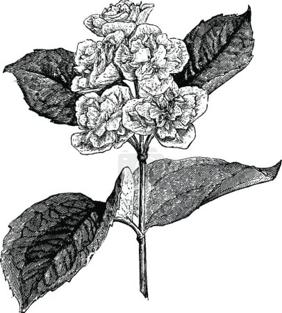 Illustration for Flowering Twig of Philadelphus Coronarius Primulaeflorus - Royalty Free Image