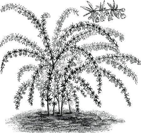 Ilustración de Hábito y ramas florecientes de Berberis Stenophylla - Imagen libre de derechos