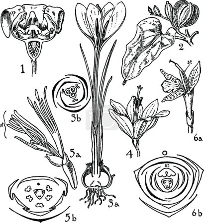Illustration for "Taccaceae, Dioscoreaceae, Iridaceae, Musaceae, and Zingiberaceae" - Royalty Free Image