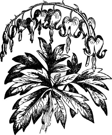 Illustration for Dielytra, engraved simple vector illustration - Royalty Free Image