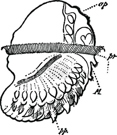 Ilustración de Lopadorhymchus, ilustración vectorial simple grabada - Imagen libre de derechos