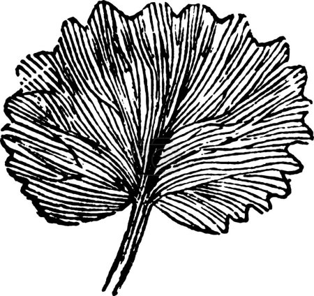 Illustration for Leaf, engraved simple vector illustration - Royalty Free Image