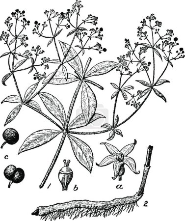 Téléchargez les illustrations : Rubia Flowers & Branches vintage illustration. - en licence libre de droit