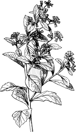 Ilustración de Groundsel ilustración vector vintage en blanco y negro - Imagen libre de derechos