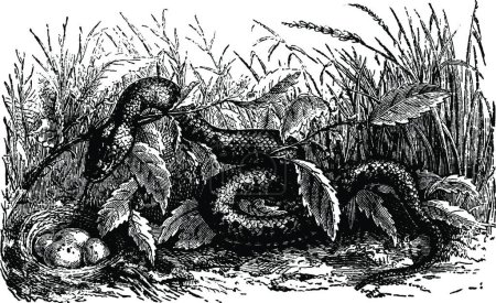 Illustration for "Ringed Snake, vintage illustration." - Royalty Free Image