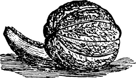 Téléchargez les illustrations : Illustration vectorielle vintage Cantaloup noir et blanc - en licence libre de droit