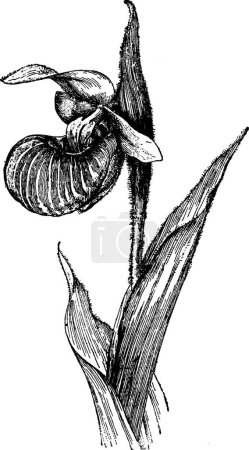 Téléchargez les illustrations : Cypripedium Spectabile vintage illustration. - en licence libre de droit