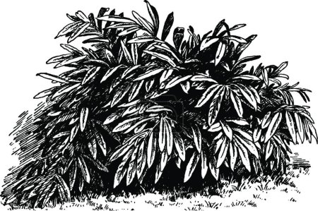 Illustration for "Alpinia Mutica vintage illustration. " - Royalty Free Image