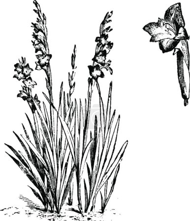 Illustration for Habit and Detached Single Flower of Gladiolus Psittacinus - Royalty Free Image