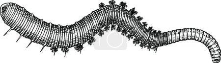 Illustration for Lugworm black and white vintage vector illustration - Royalty Free Image