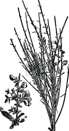 Illustration for Botany, broom, common, plant, Cytisus, Scoparius, flower vintage - Royalty Free Image