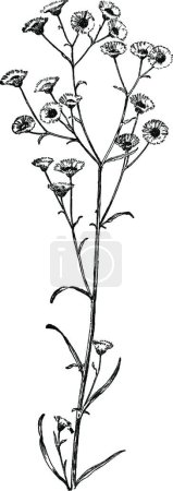 Ilustración de Hermoso flores plantilla vector ilustración - Imagen libre de derechos