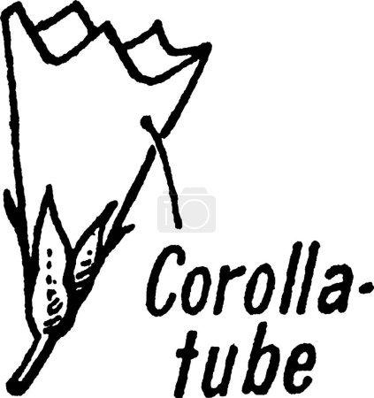 Ilustración de "Corolla-Tube vintage illustration. " - Imagen libre de derechos