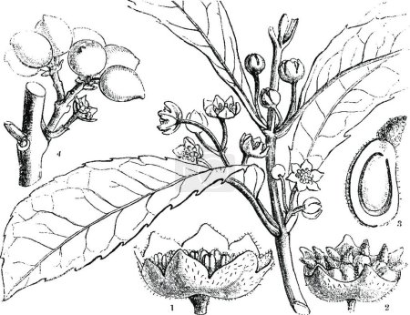 Illustration for Hedycarya black and white vintage vector illustration - Royalty Free Image