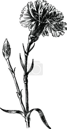 Illustration for Carnation black and white vintage vector illustration - Royalty Free Image