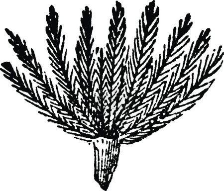 Ilustración de Pappus, planta, partes, semilla, abajo, popa, lejos ilustración vintage - Imagen libre de derechos