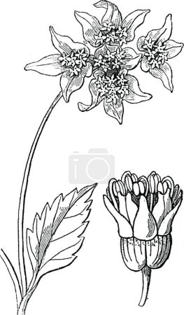 Ilustración de Leucolaena ilustración vectorial en blanco y negro - Imagen libre de derechos