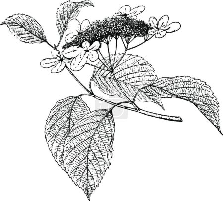 Téléchargez les illustrations : "Plant, member, Adoxaceae, family, plant, taxonomic, genus vintag" - en licence libre de droit