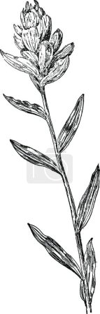 Téléchargez les illustrations : Illustration vectorielle vintage Castilleja noir et blanc - en licence libre de droit