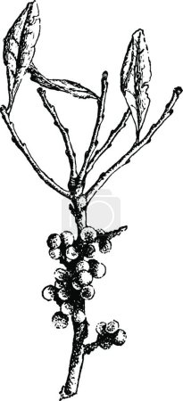 Ilustración de Myrica ilustración vectorial vintage en blanco y negro - Imagen libre de derechos
