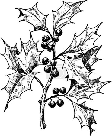 Illustration for Holly berries, engraved simple vector illustration - Royalty Free Image