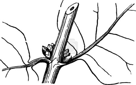 Illustration for Honeysuckle, engraved simple vector illustration - Royalty Free Image
