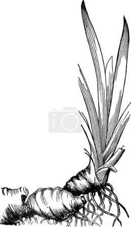 Illustration for Iris, engraved simple vector illustration - Royalty Free Image