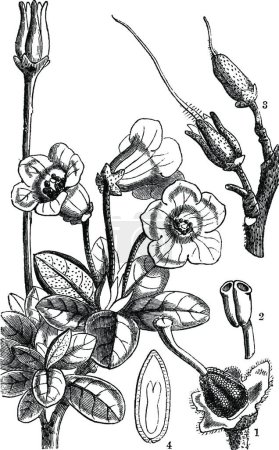 Téléchargez les illustrations : Rhododendron, illustration vectorielle simple gravée - en licence libre de droit