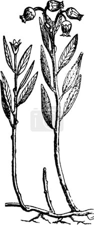 Ilustración de Andrómeda, ilustración vectorial simple grabada - Imagen libre de derechos