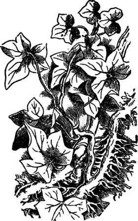 Ilustración de Ivy, ilustración vectorial simple grabada - Imagen libre de derechos