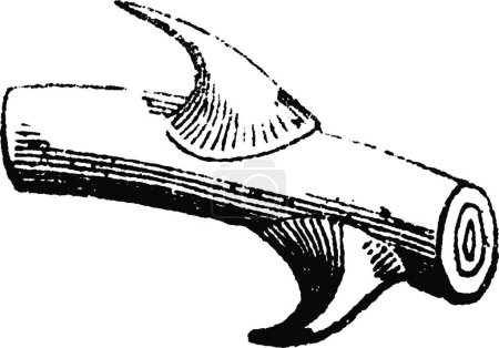 Ilustración de Aculeus, ilustración vectorial simple grabada - Imagen libre de derechos