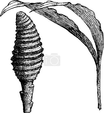 Téléchargez les illustrations : Cyclanthus, illustration vectorielle simple gravée - en licence libre de droit