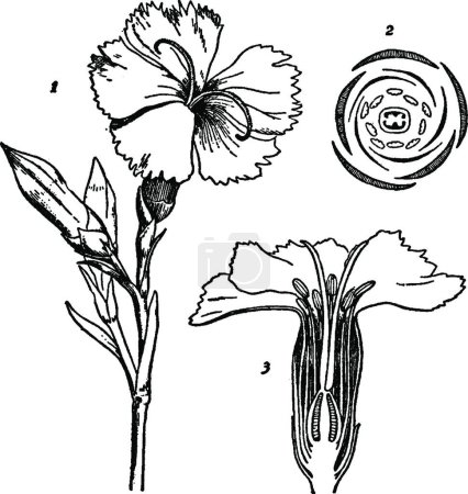 Ilustración de Dianthus, ilustración vectorial simple grabada - Imagen libre de derechos