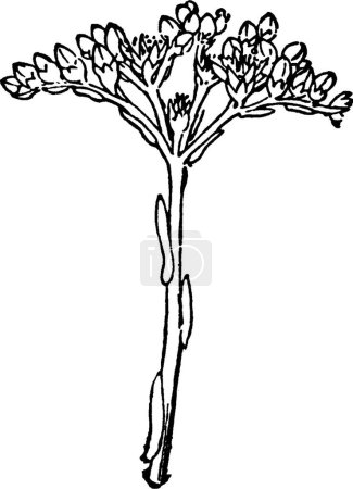 Illustration for Stonecrop, engraved simple vector illustration - Royalty Free Image