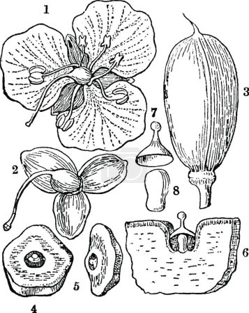 Illustration for Spiderwort, engraved simple vector illustration - Royalty Free Image