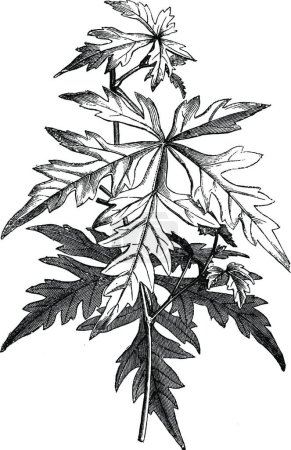 Illustration for "Stem and Leaves of Ampelopsis Aconitifolia vintage illustration." - Royalty Free Image
