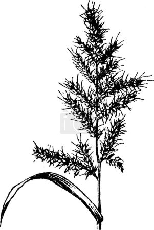 Illustration for Echinochloa, engraved simple vector illustration - Royalty Free Image